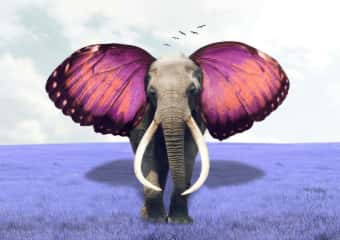 Elephant with purple butterfly wings in a lavender field